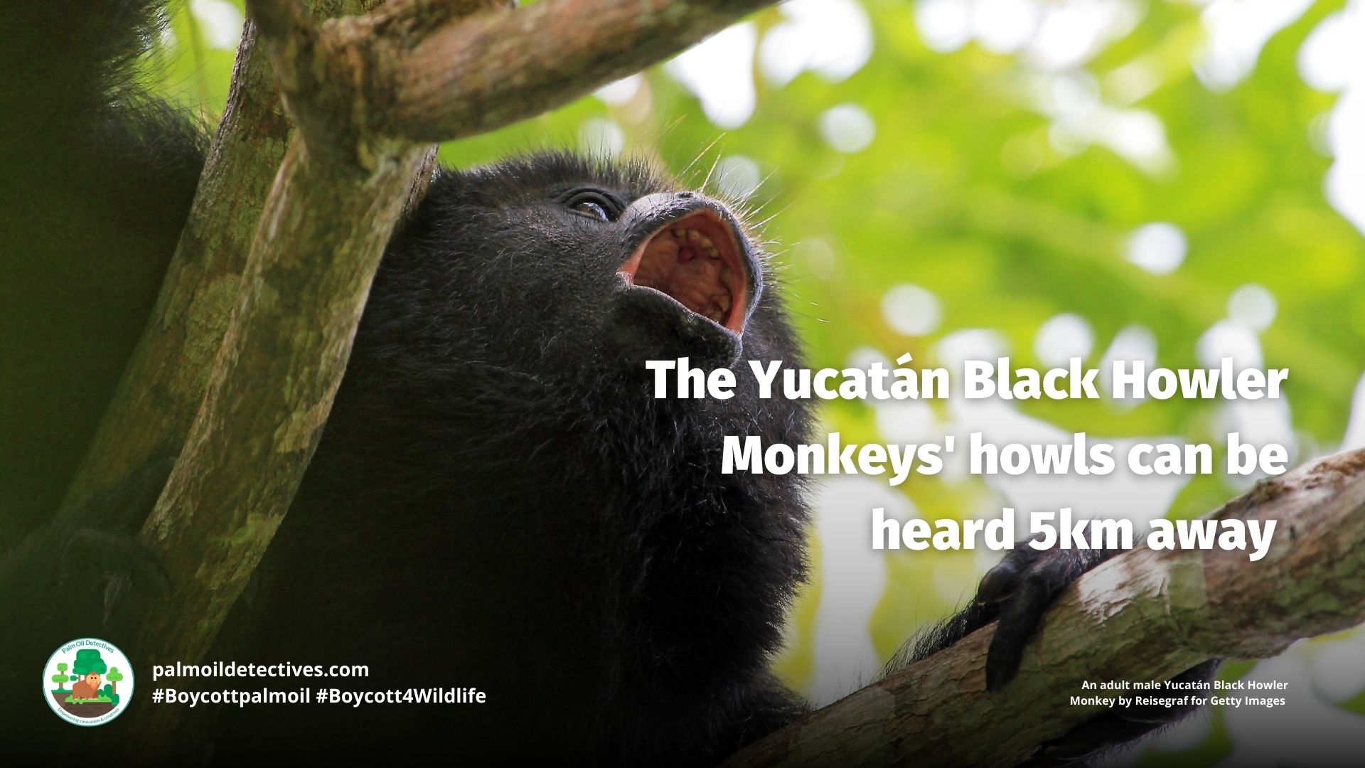 Yucatán Black Howler Monkey Alouatta pigra