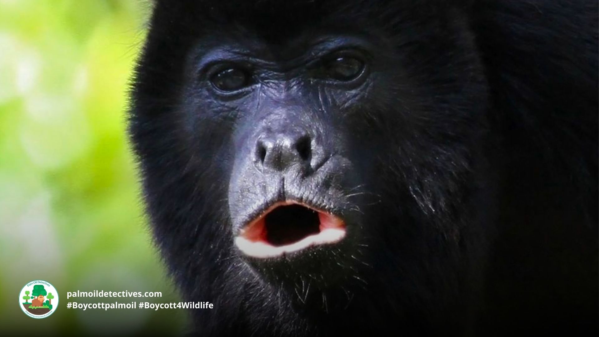 Yucatán Black Howler Monkey Alouatta pigra