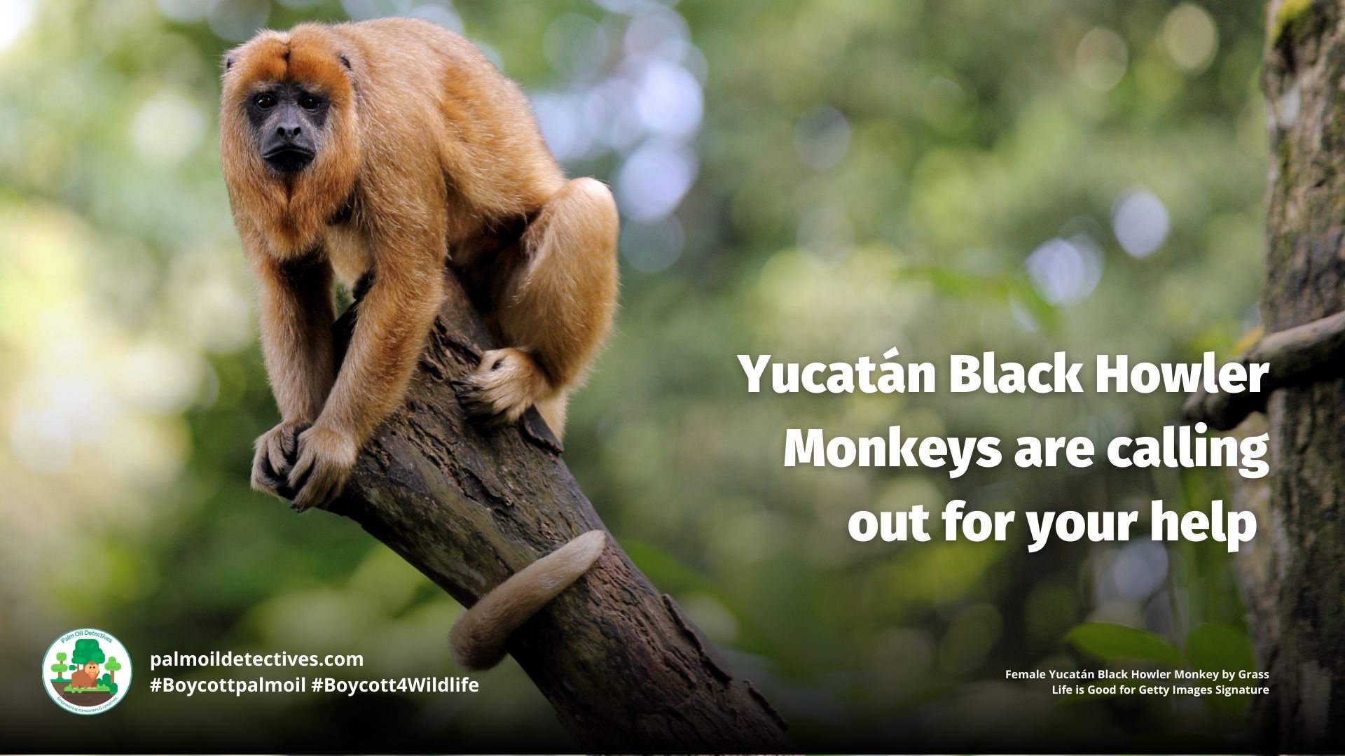 Yucatán Black Howler Monkey Alouatta pigra