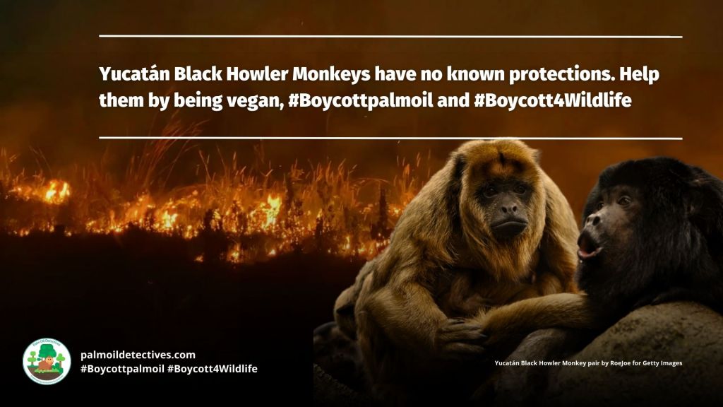 Yucatán Black Howler Monkey Alouatta pigra #Boycottpalmoil #Boycott4Wildlife