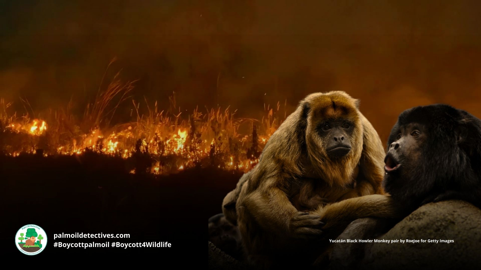 Yucatán Black Howler Monkey Alouatta pigra #Boycottpalmoil #Boycott4Wildlife