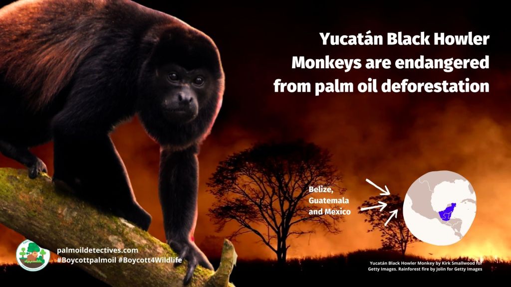 Yucatán Black Howler Monkey Alouatta pigra