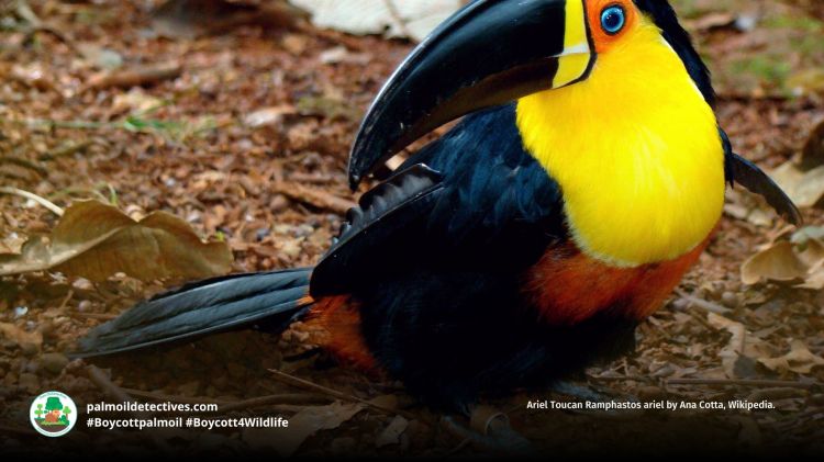 Ariel Toucan Ramphastos ariel