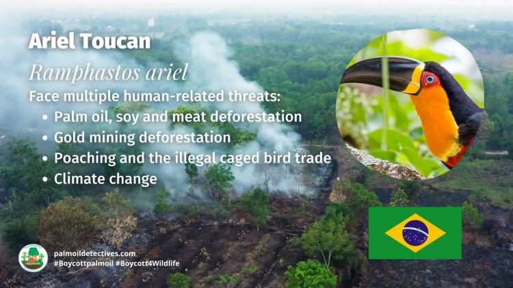 Ariel Toucan Ramphastos ariel (6)