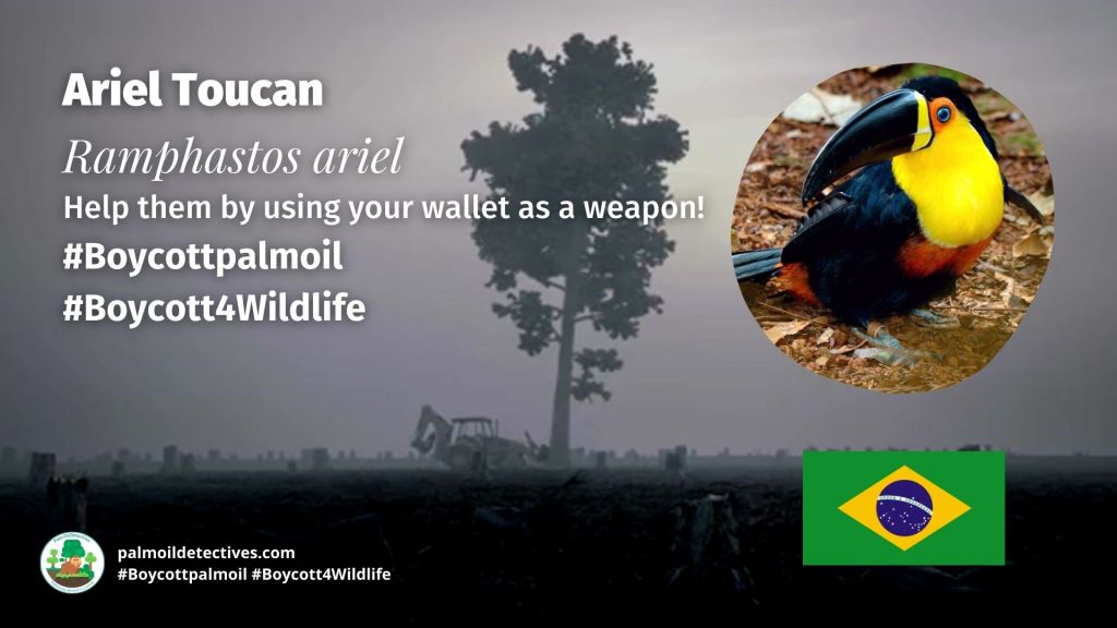 Ariel Toucan Ramphastos ariel