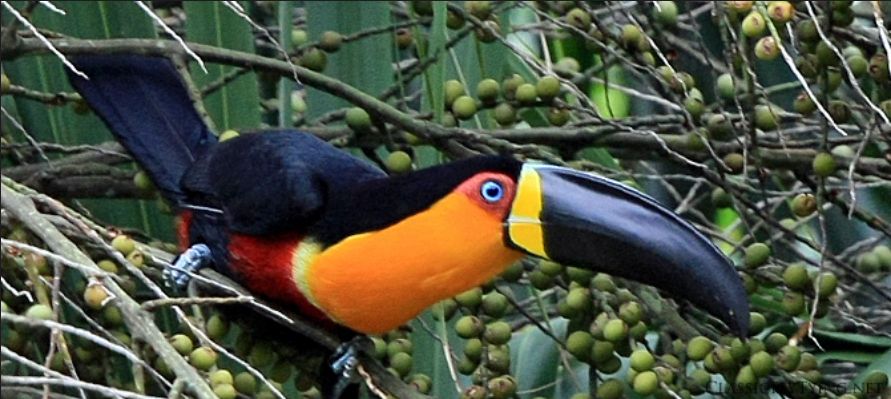 Ariel Toucan Ramphastos ariel