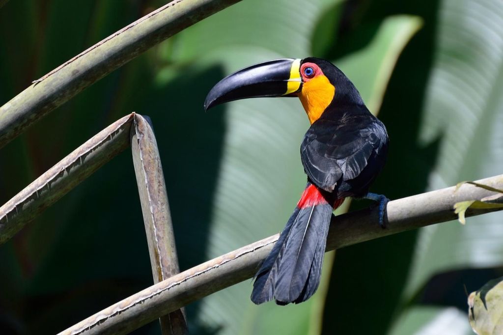 Ariel Toucan Ramphastos ariel