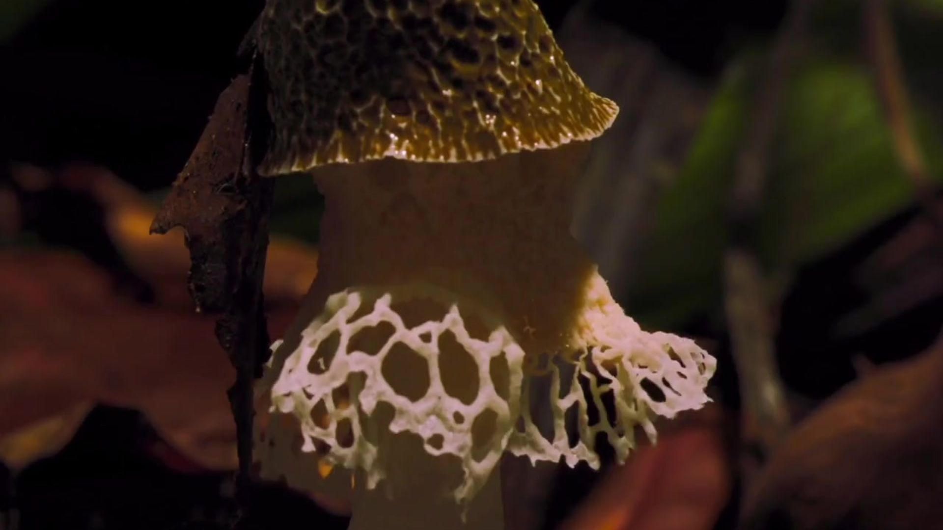 blooming mushroom fungi