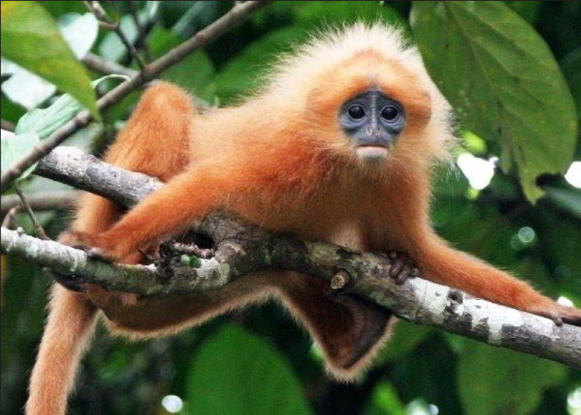 Bornean Banded Langur Presbytis chrysomelas