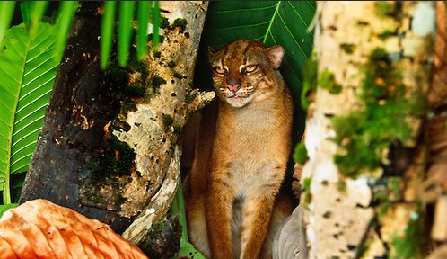 Borneo Bay Cat Catopuma badia