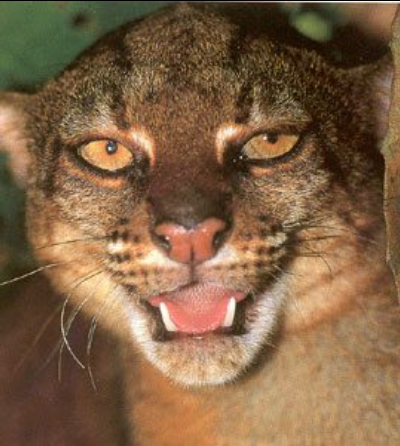 Borneo Bay Cat Catopuma badia