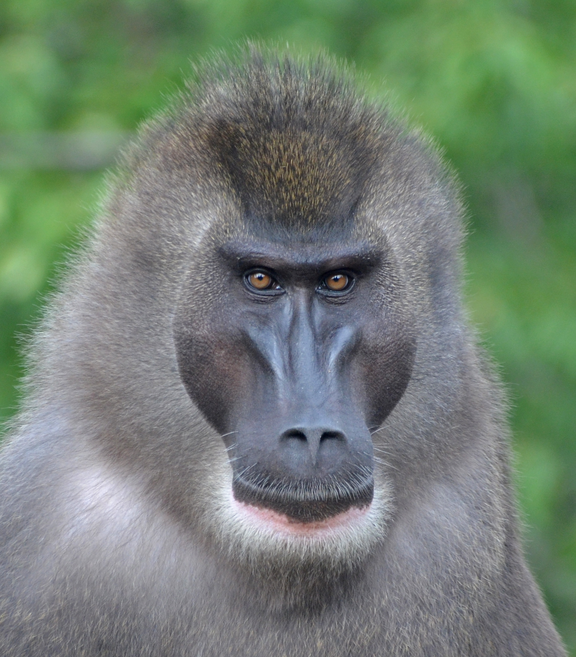 Drill Mandrillus leucophaeus