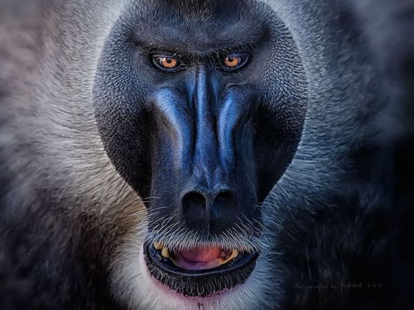 Nigeria’s nature reserves need more help to protect&nbsp;biodiversity