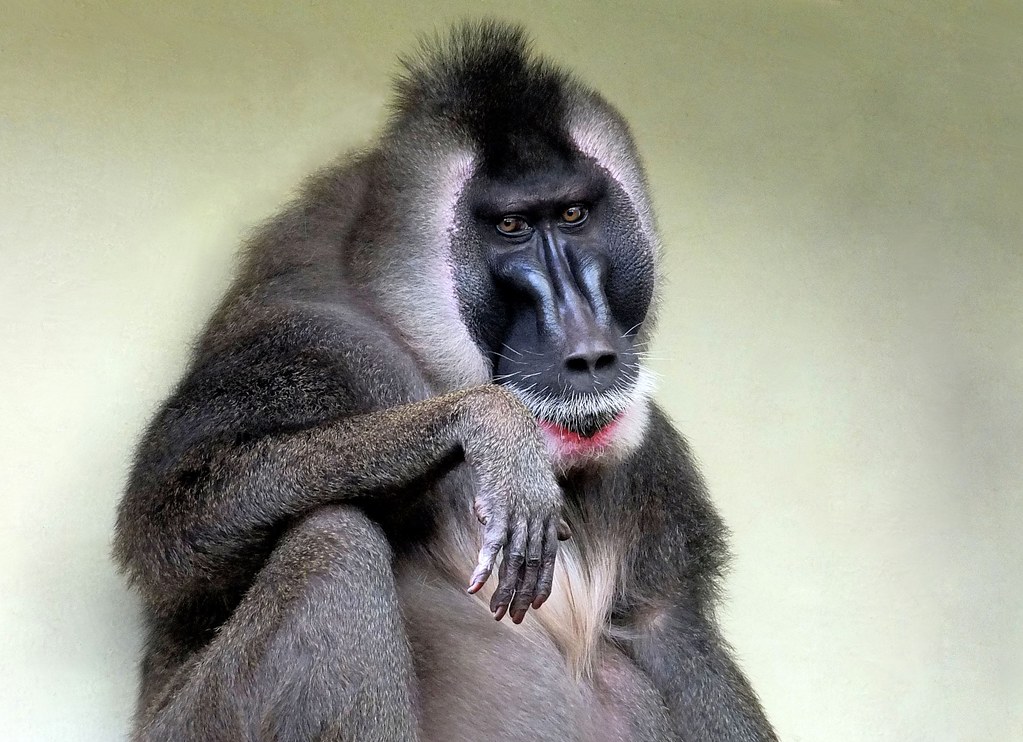 Drill Mandrillus leucophaeus