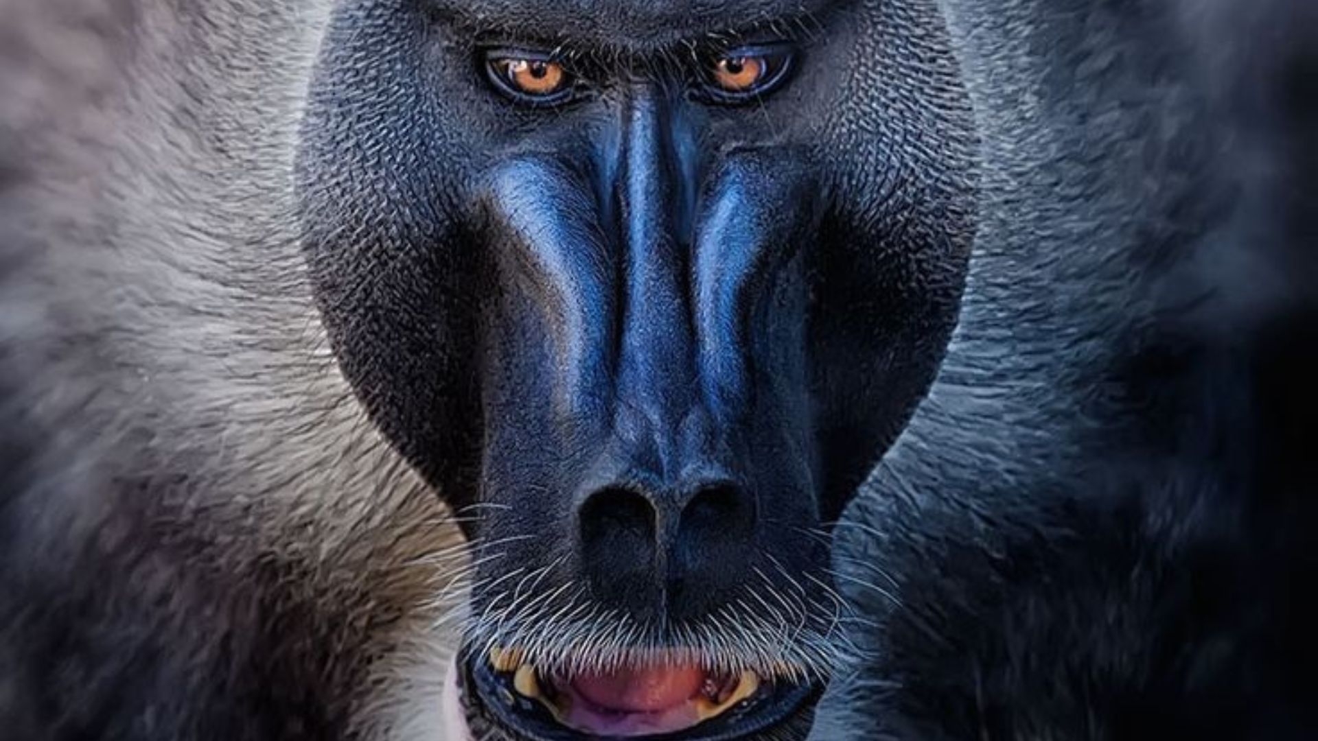 Drill Mandrillus leucophaeus close up of face 