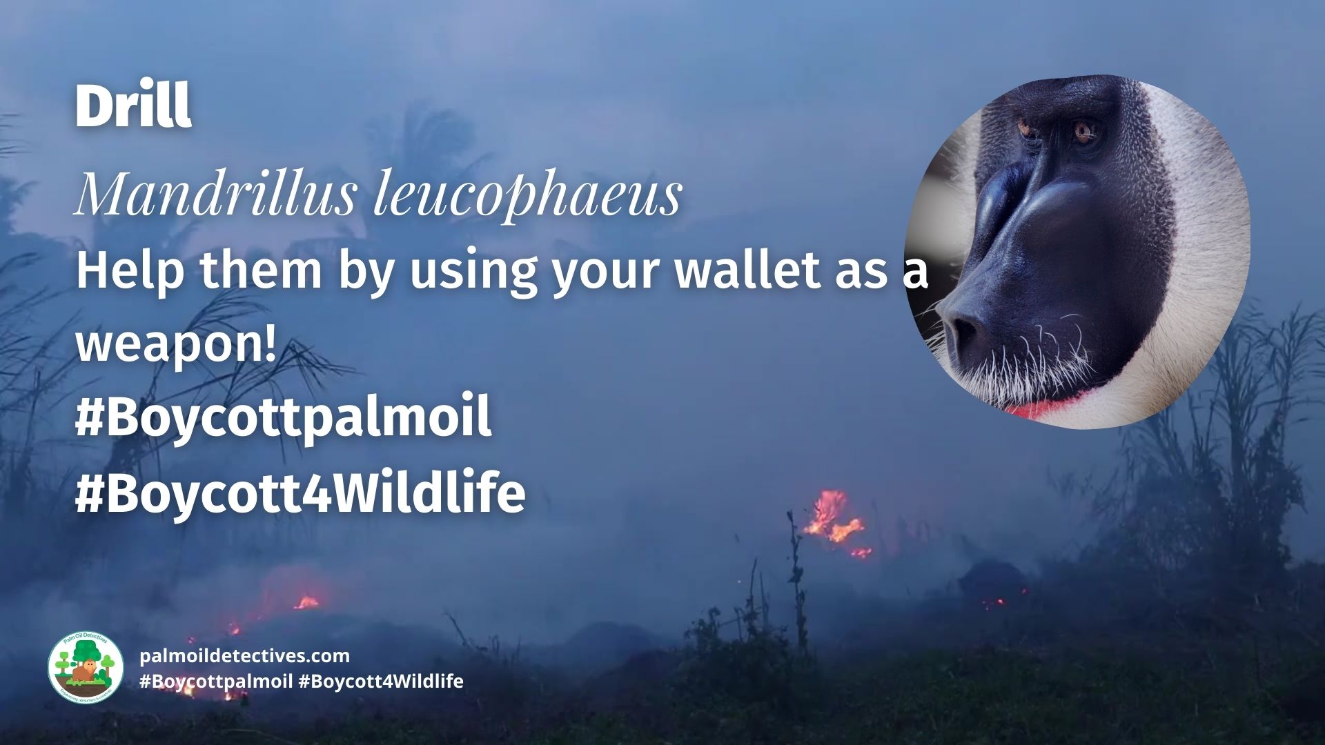 Drill Mandrillus leucophaeus, boycott palm oil to help them! 
