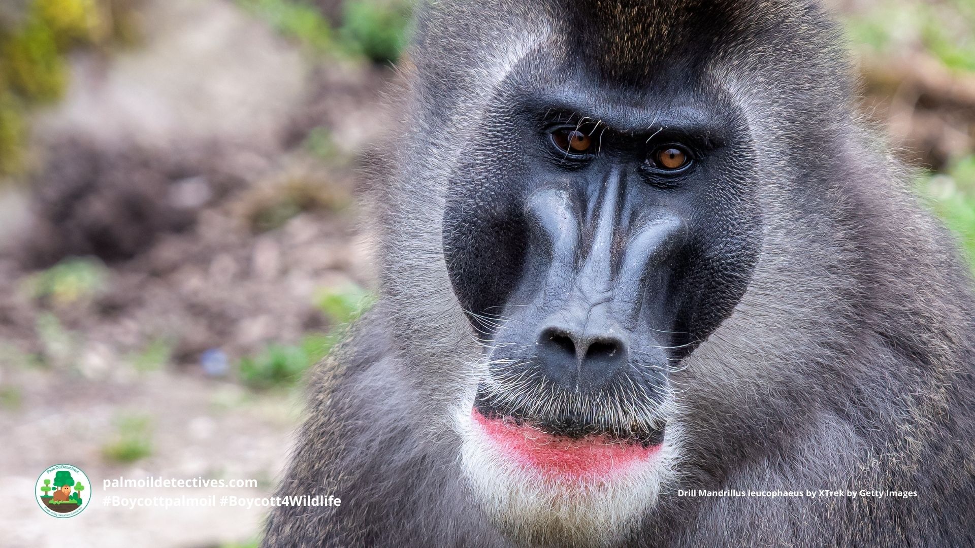 Drill Mandrillus leucophaeus, older male close up of face 