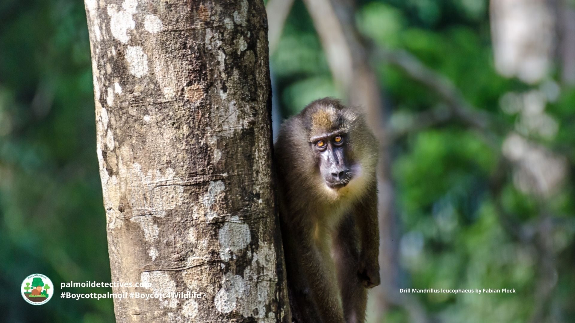 Drill Mandrillus leucophaeus standing near to a tree