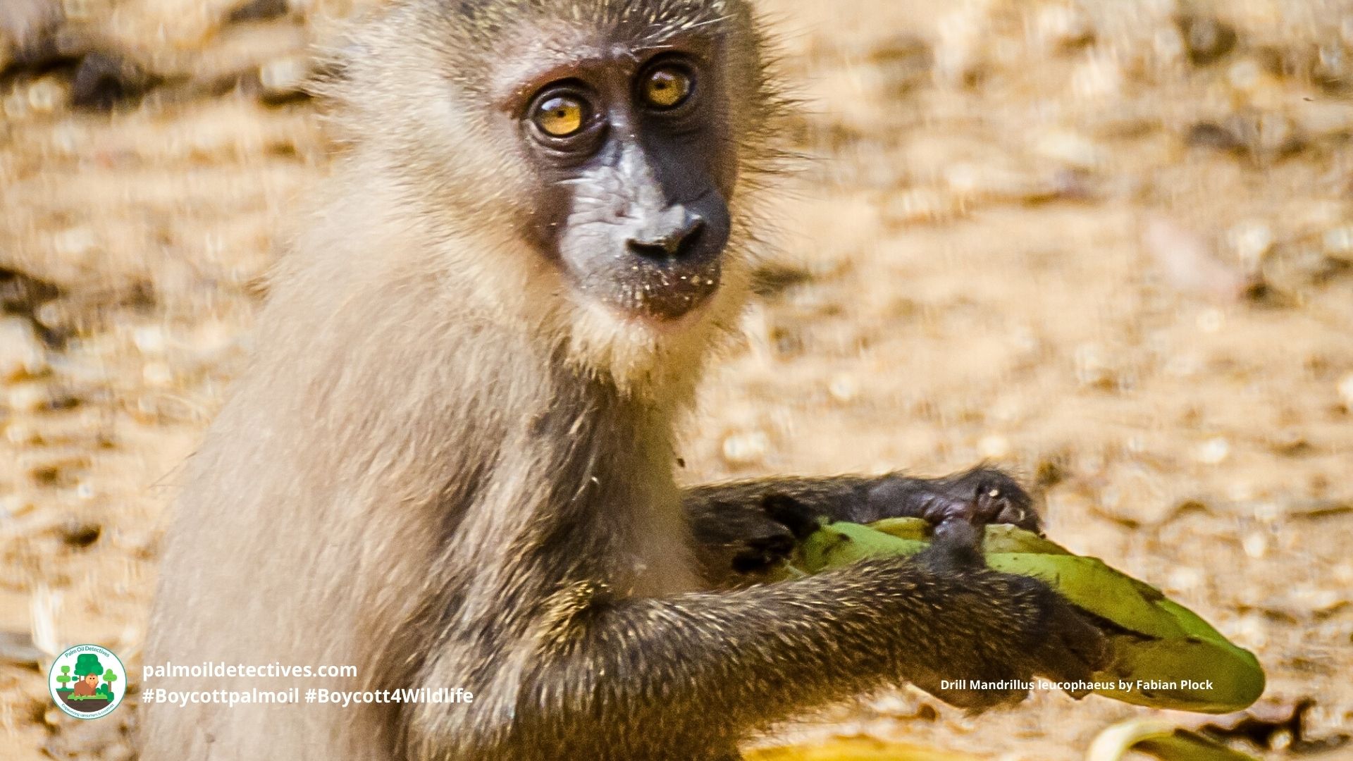 Drill Mandrillus leucophaeus, juvenile monkey