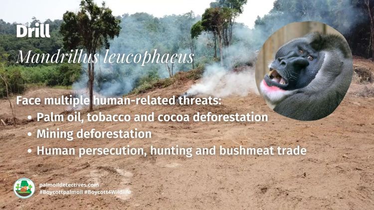 Drill Mandrillus leucophaeus, threats