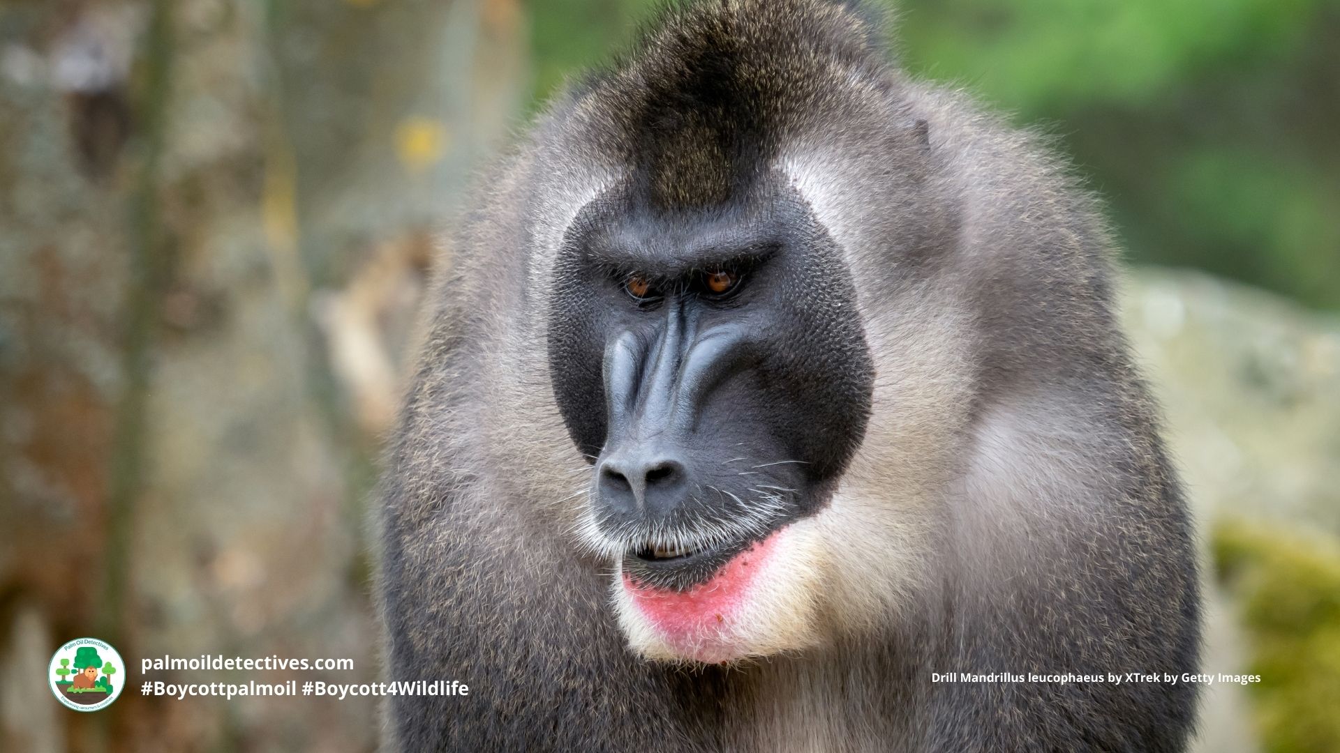 Drill Mandrillus leucophaeus, older male