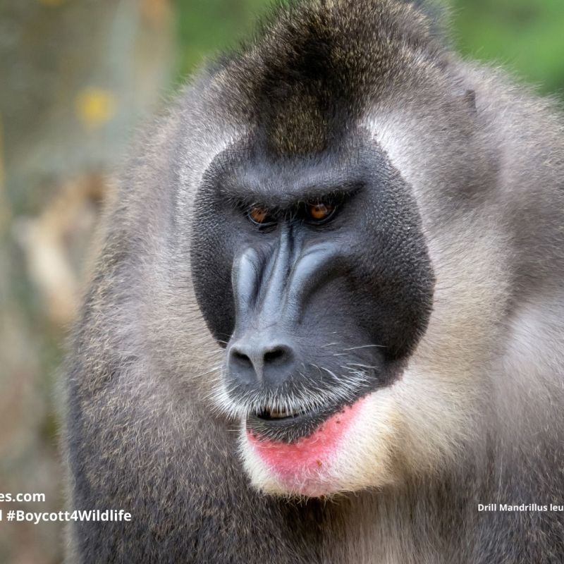 Drill Mandrillus leucophaeus