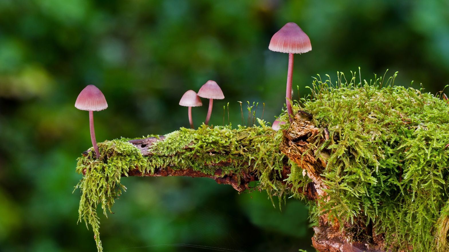 Elegant mushroom fungi in forest