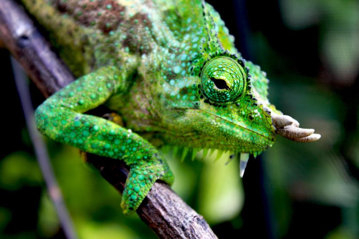 Four-horned Chameleon Trioceros quadricornis2