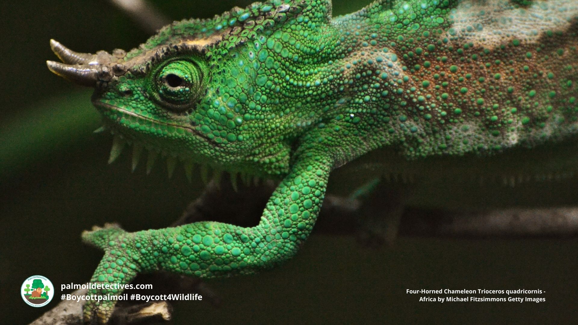 Four-horned Chameleon Trioceros quadricornis