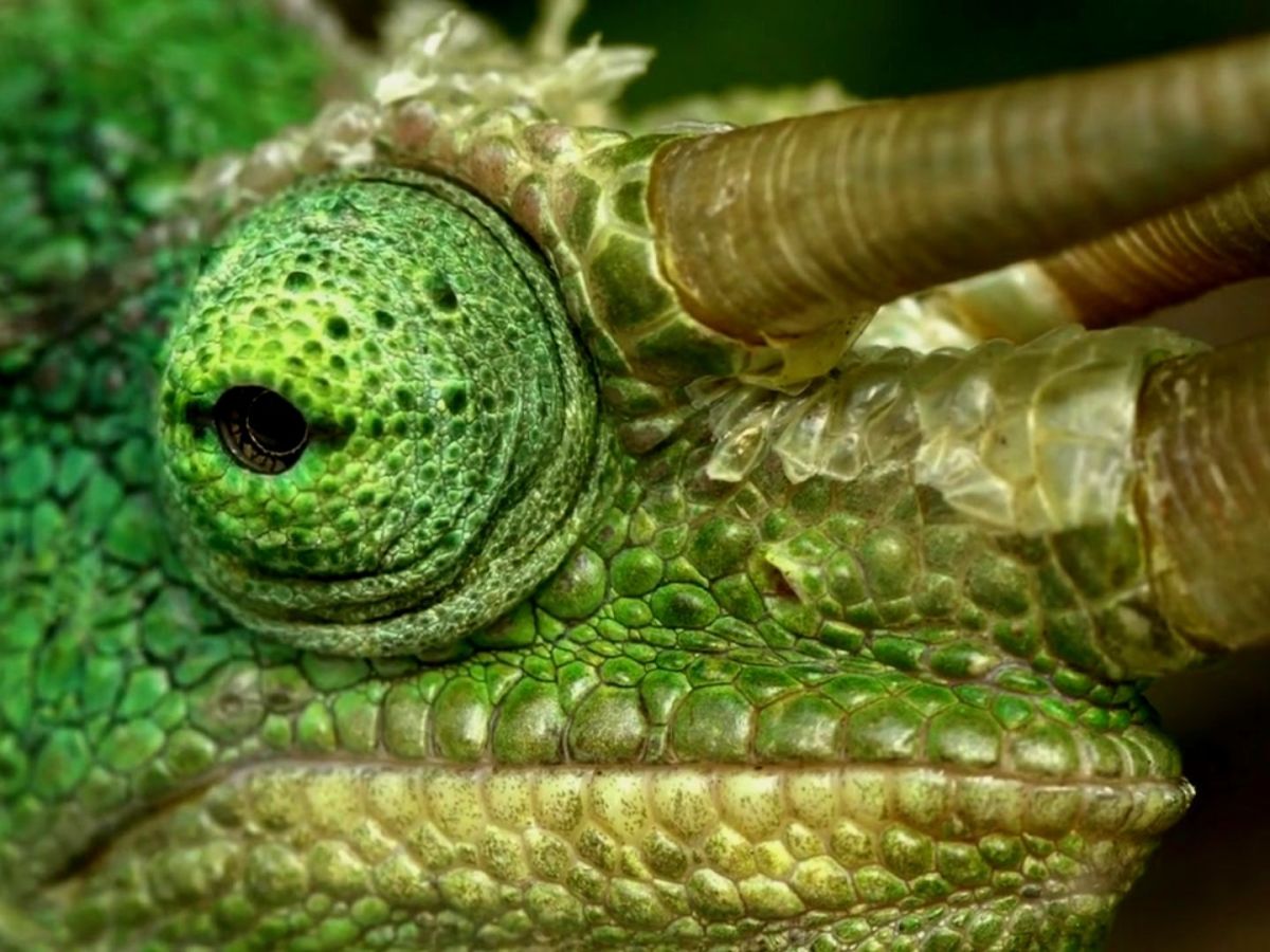 Four-horned Chameleon Trioceros&nbsp;quadricornis
