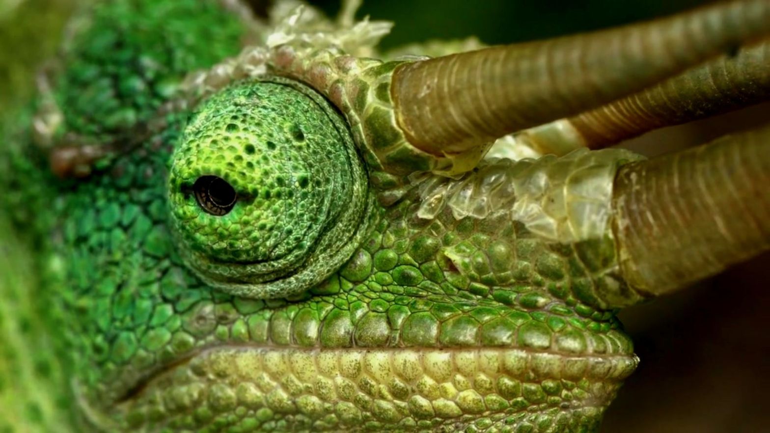 Four-horned Chameleon Trioceros quadricornis