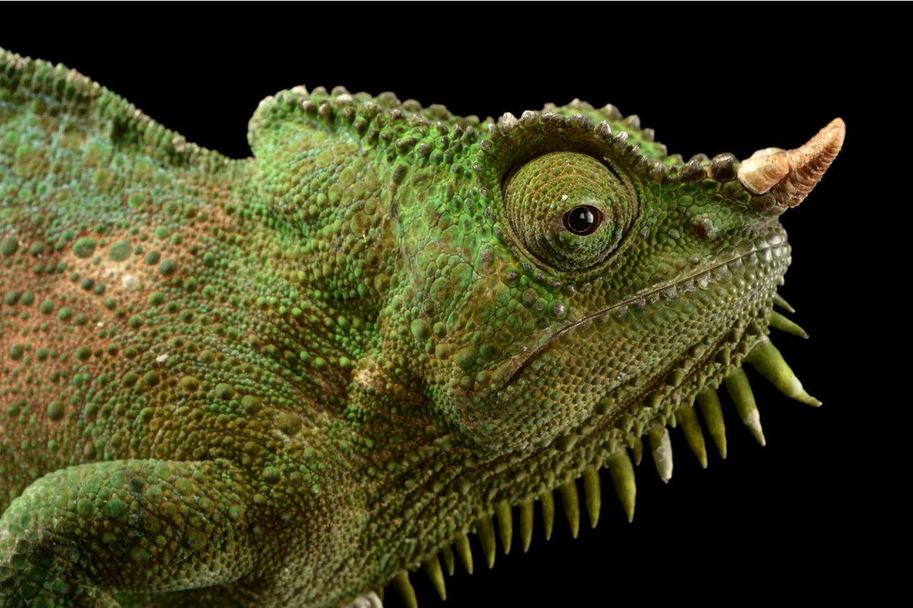 Four-horned Chameleon Trioceros quadricornis2