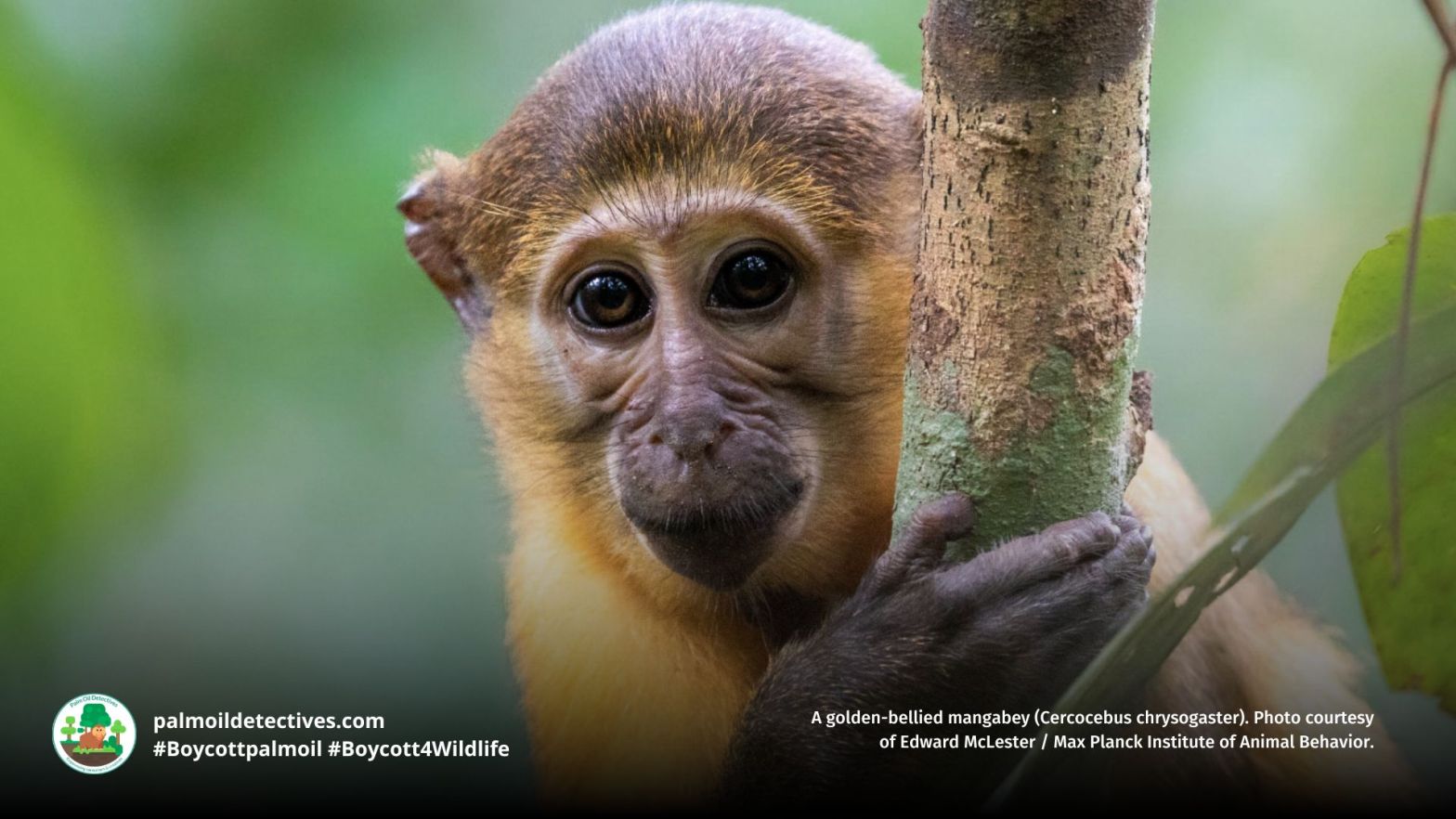 Golden-bellied Mangabey Cercocebus chrysogaster