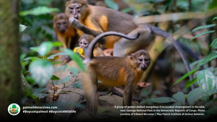 Golden-bellied Mangabey Cercocebus chrysogaster