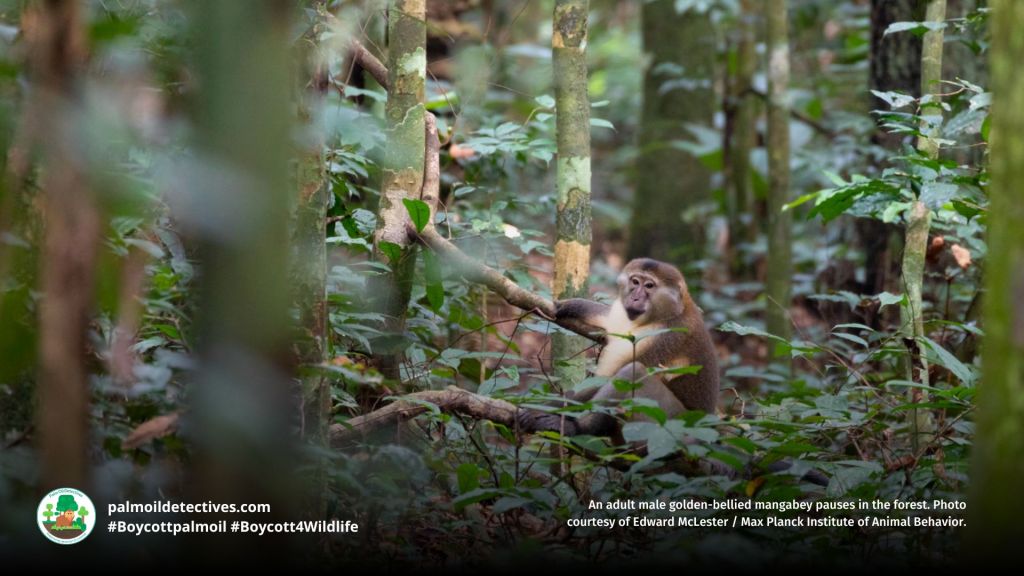Golden-bellied Mangabey Cercocebus chrysogaster