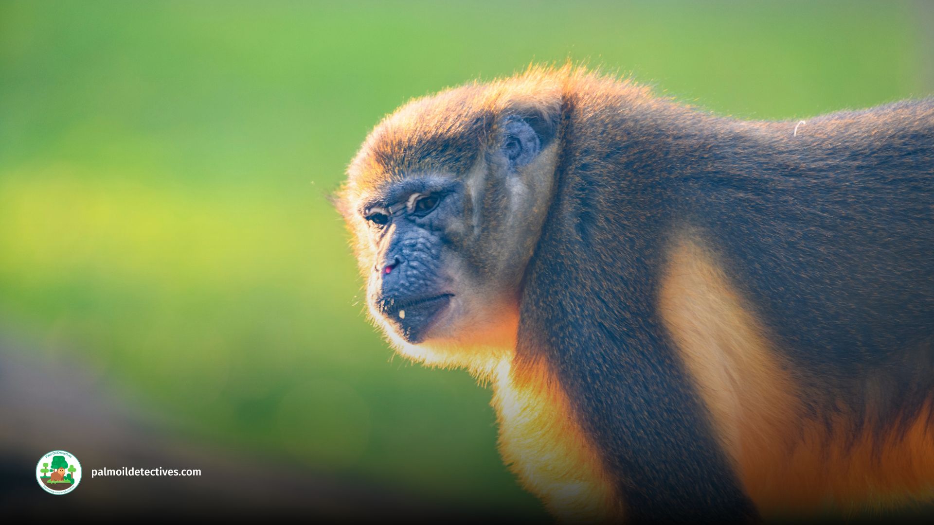 Golden-bellied Mangabey Cercocebus chrysogaster