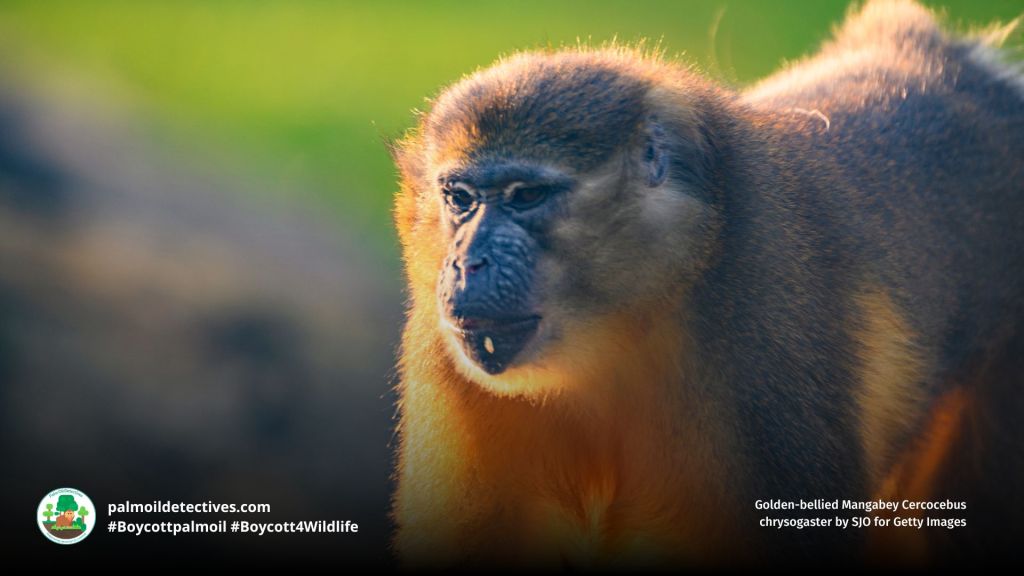 Golden-bellied Mangabey Cercocebus chrysogaster