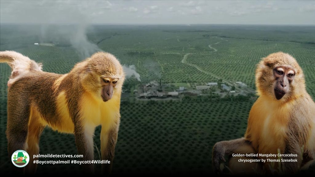 Golden-bellied Mangabey Cercocebus chrysogaster