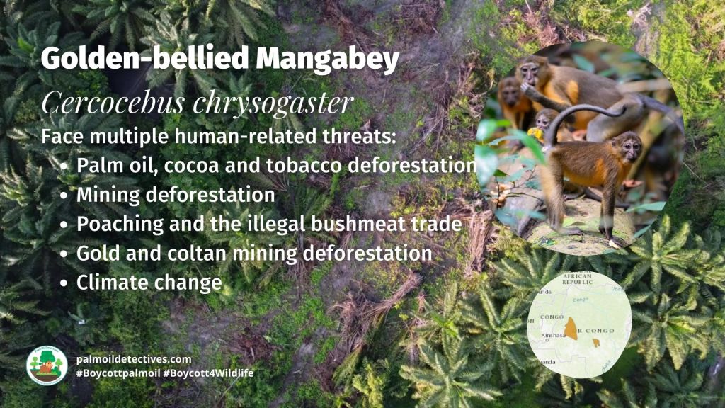 Golden-bellied Mangabey Cercocebus chrysogaster threats
