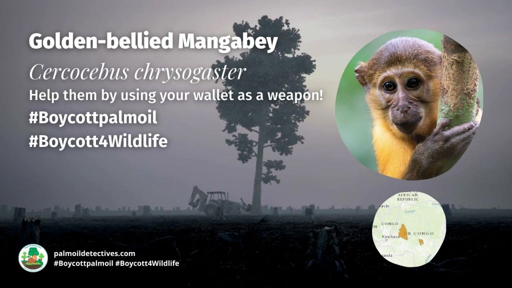 Golden-bellied Mangabey Cercocebus chrysogaster