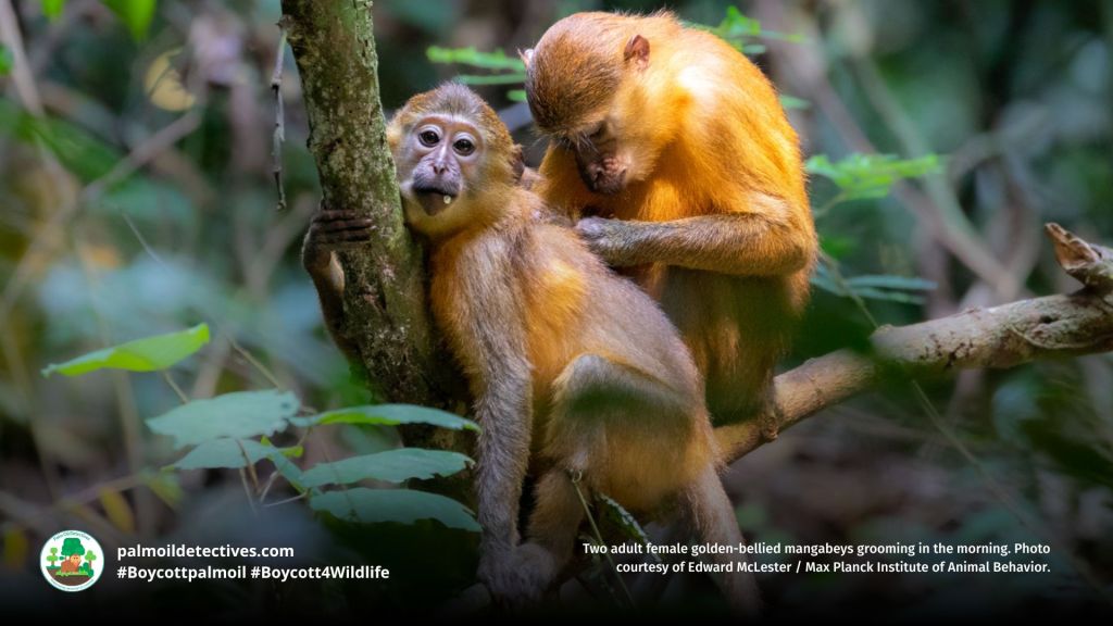 Golden-bellied Mangabey Cercocebus chrysogaster