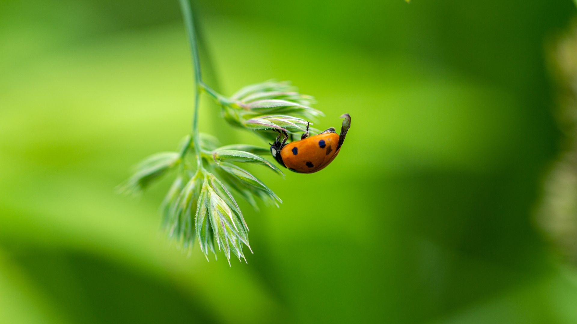 ladybird on a leaf insect