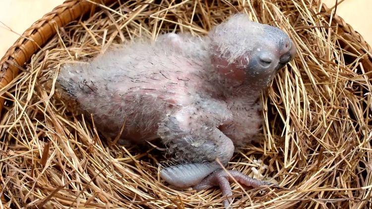 Rainbow Cliffs_ Why Parrots in the Amazon Eat Clay baby macaw