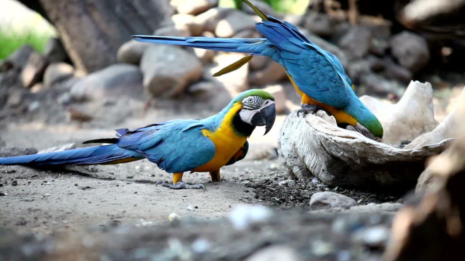 Rainbow Cliffs_ Why Parrots in the Amazon Eat Clay, macaw parrots eating clay.