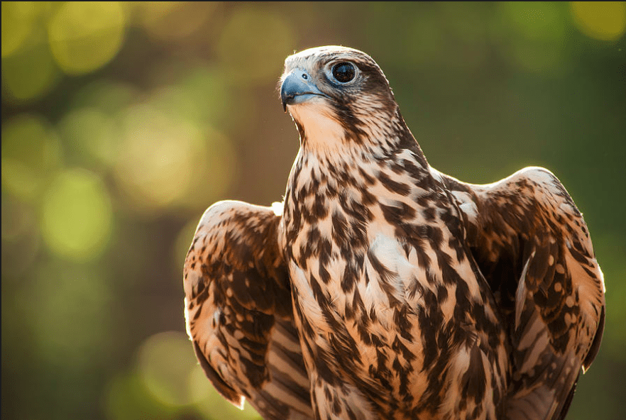 Saker Falcon Falco cherrug