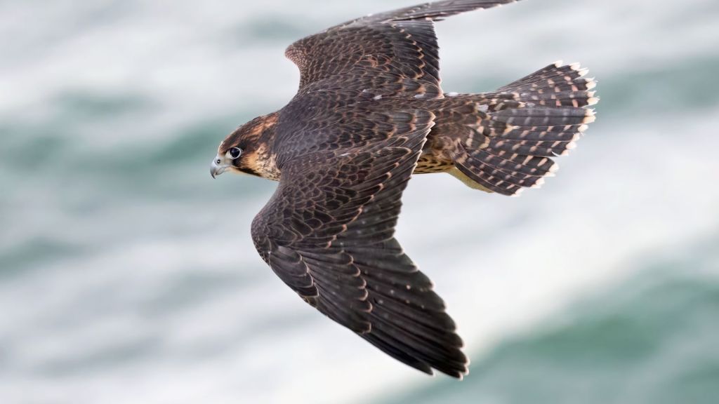 Saker Falcon Falco cherrug in flight