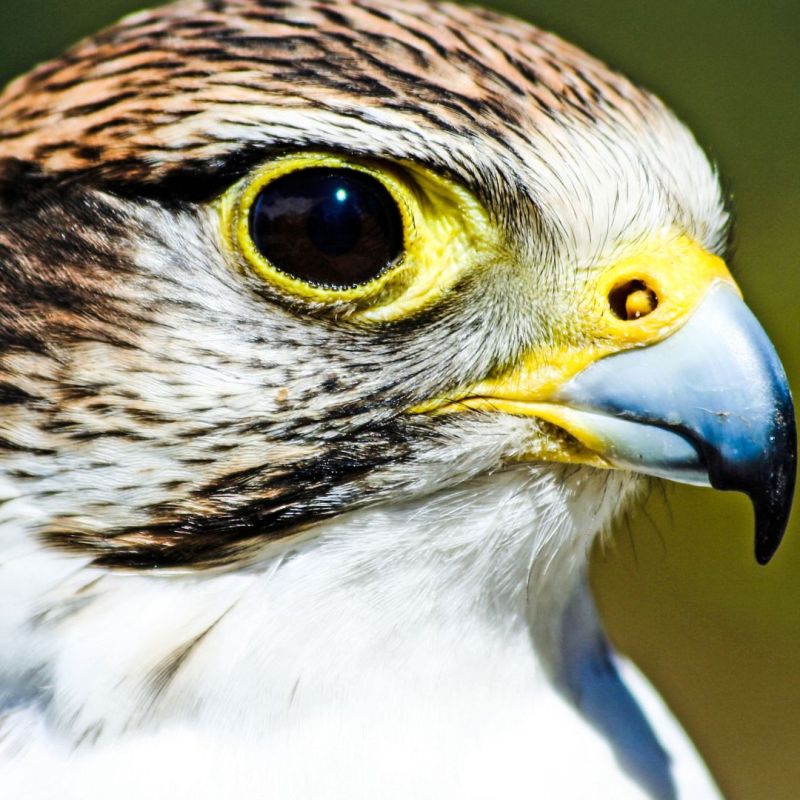 Saker Falcon Falco&nbsp;cherrug