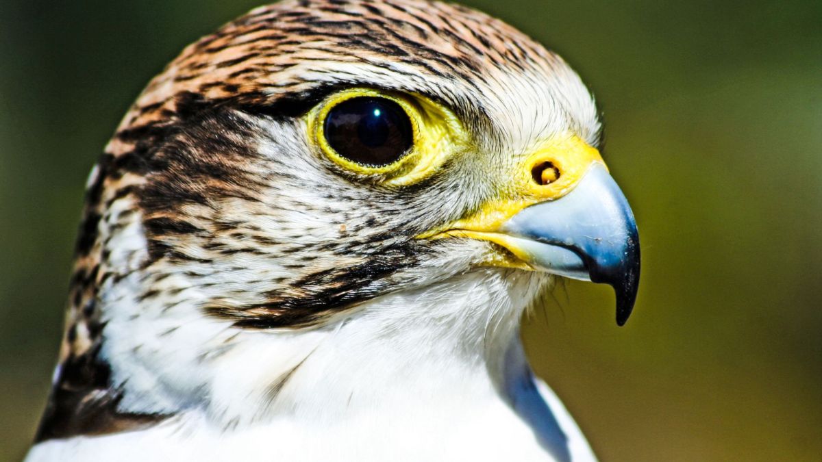 Saker Falcon Falco&nbsp;cherrug