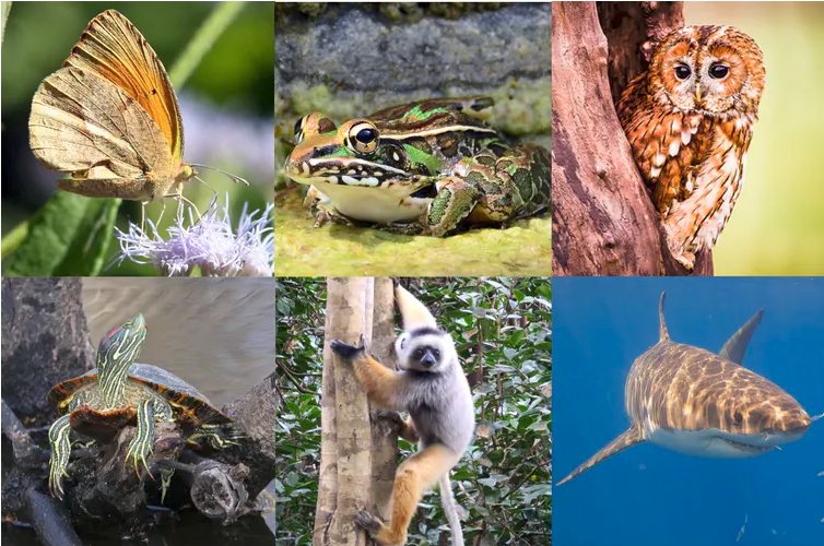 Humans force wild animals into tight spots, or send them far from home