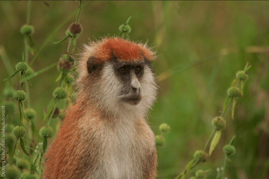Southern Patas Monkey Erythrocebus baumstarki